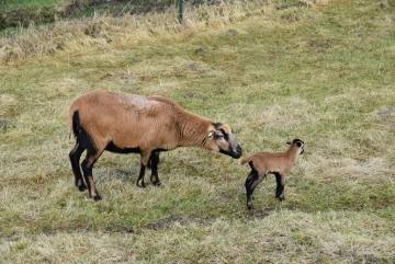 VERKAUFT !!! Etwas mehr als nur ein Baugrund ! Platz und Ruhe…, 94496 Ortenburg, Wohngrundstück