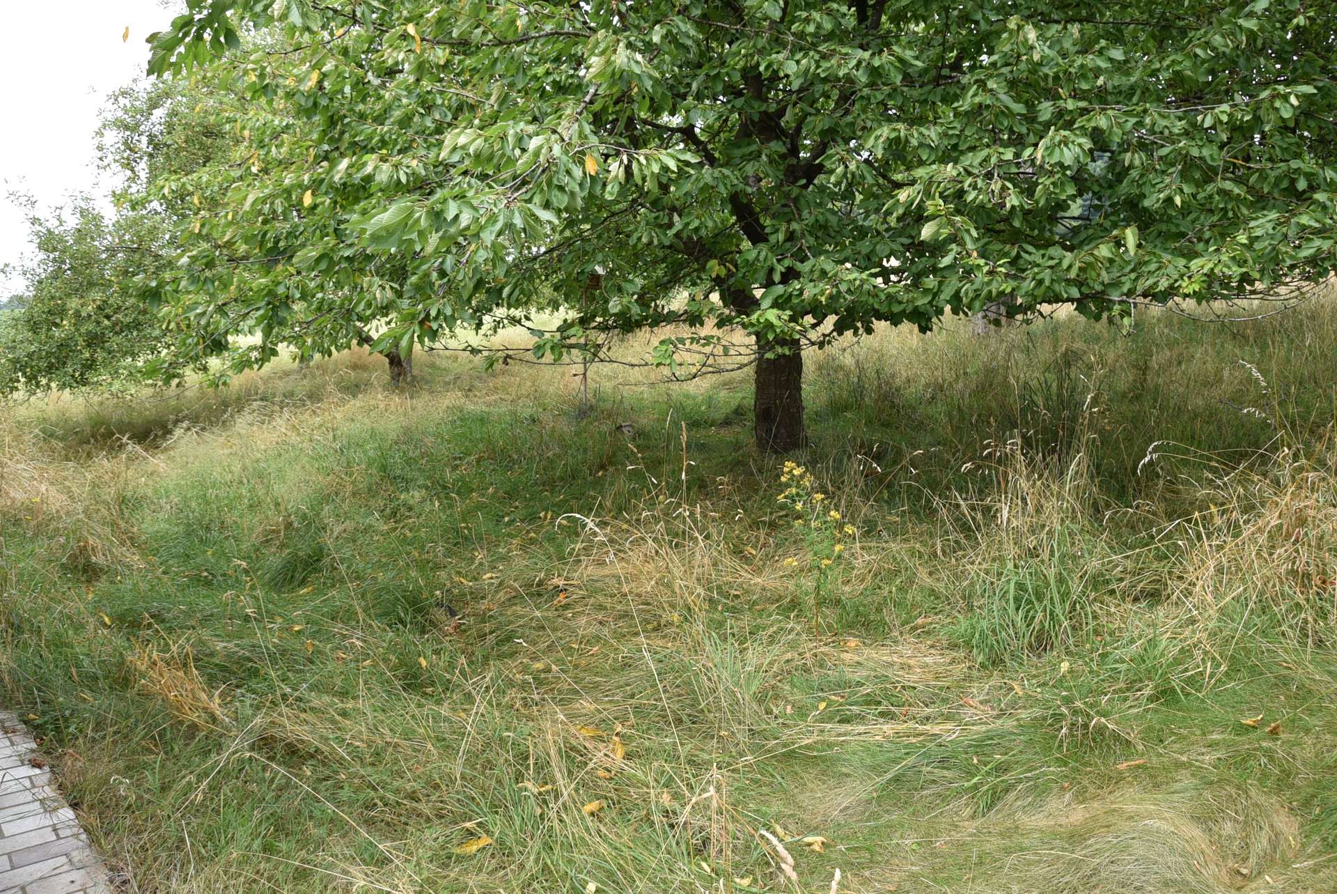Obstgarten