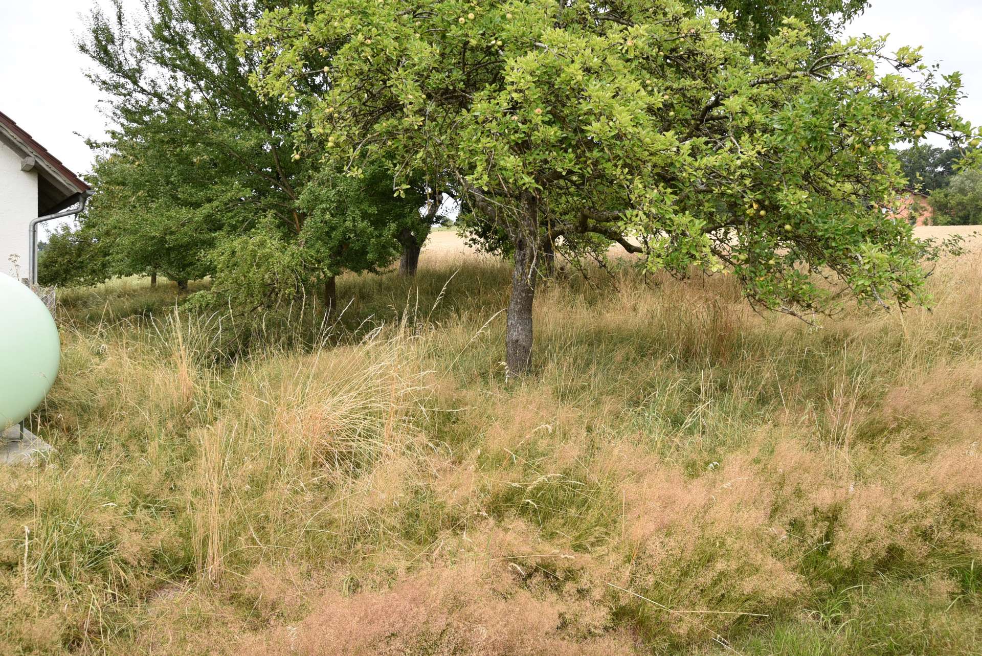 Obstgarten