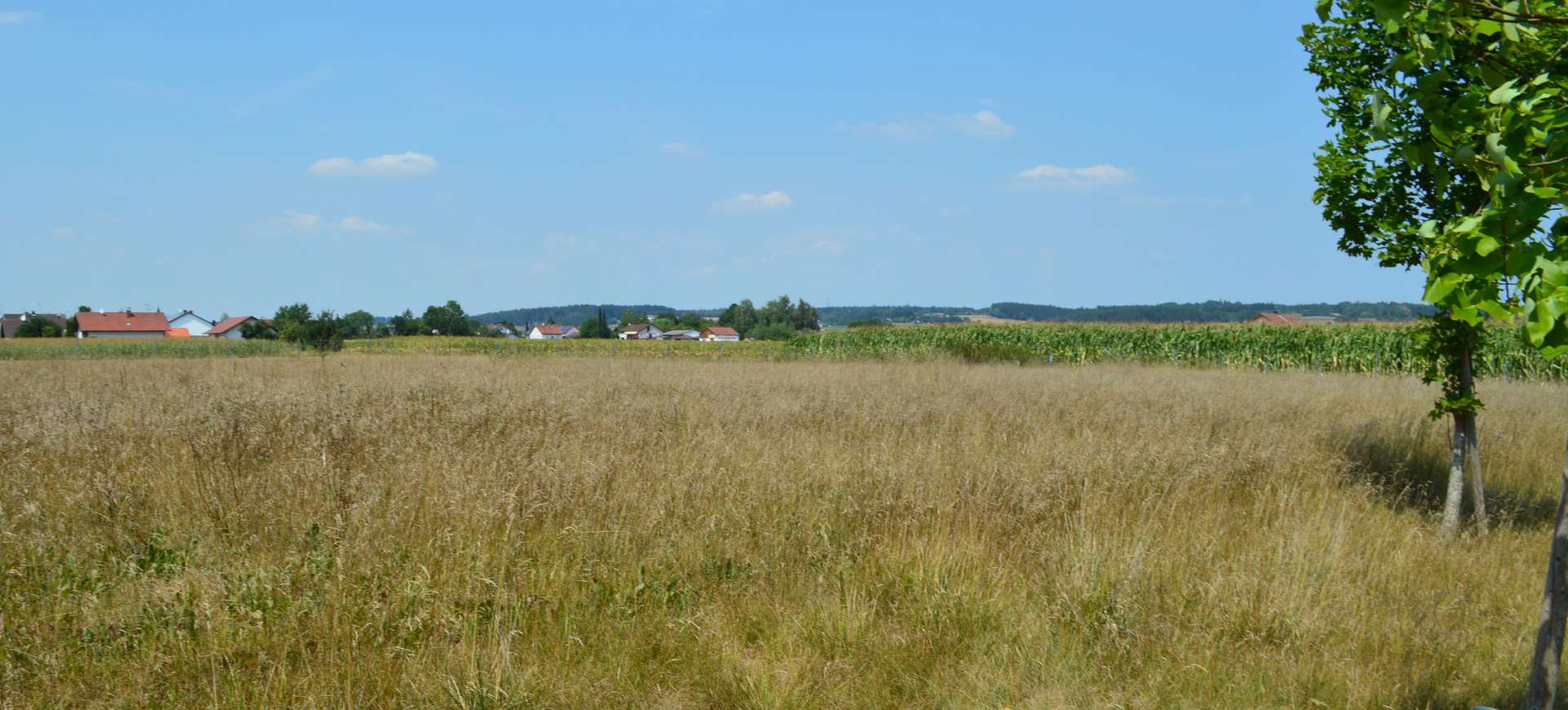 Weideflächen