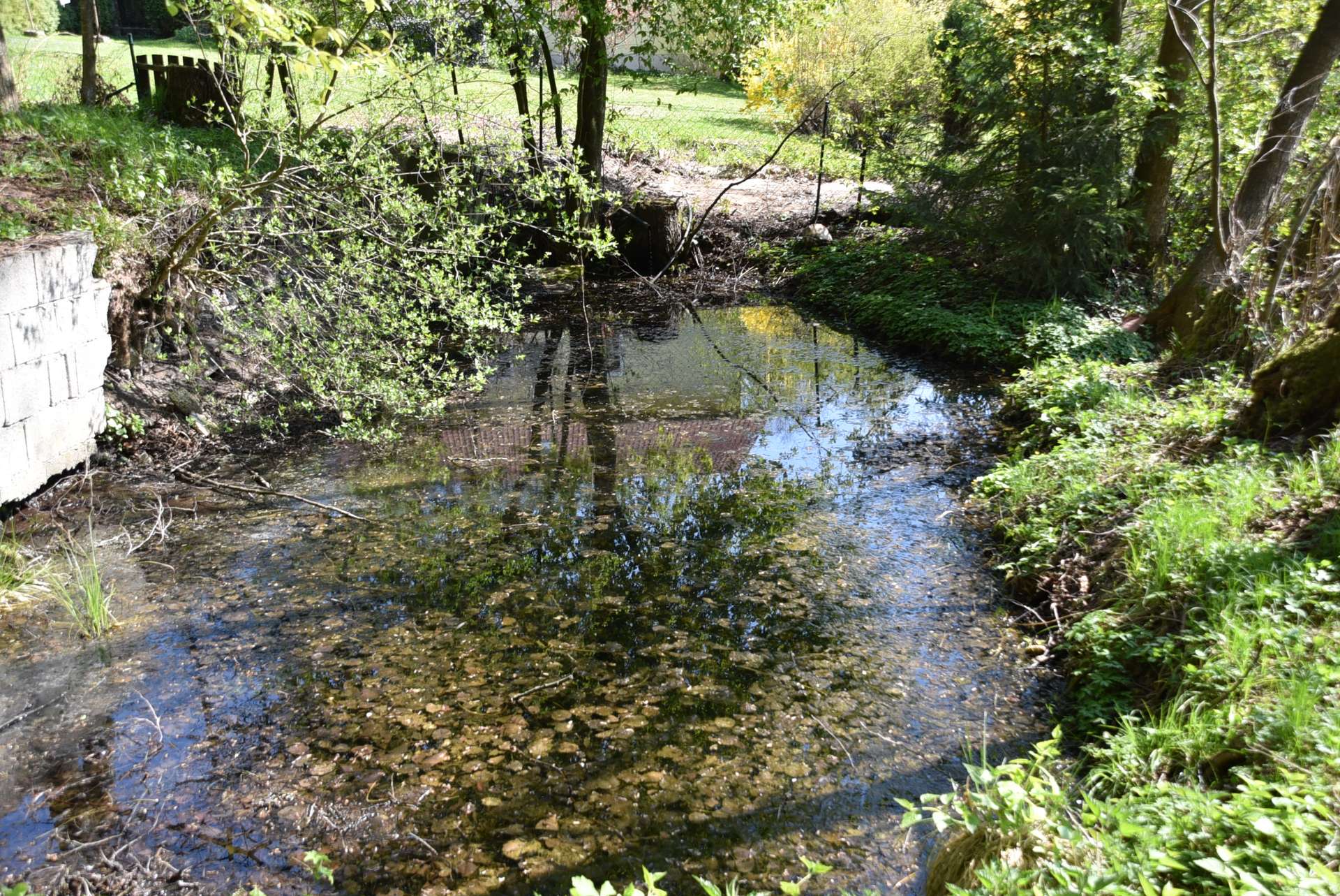 Teich