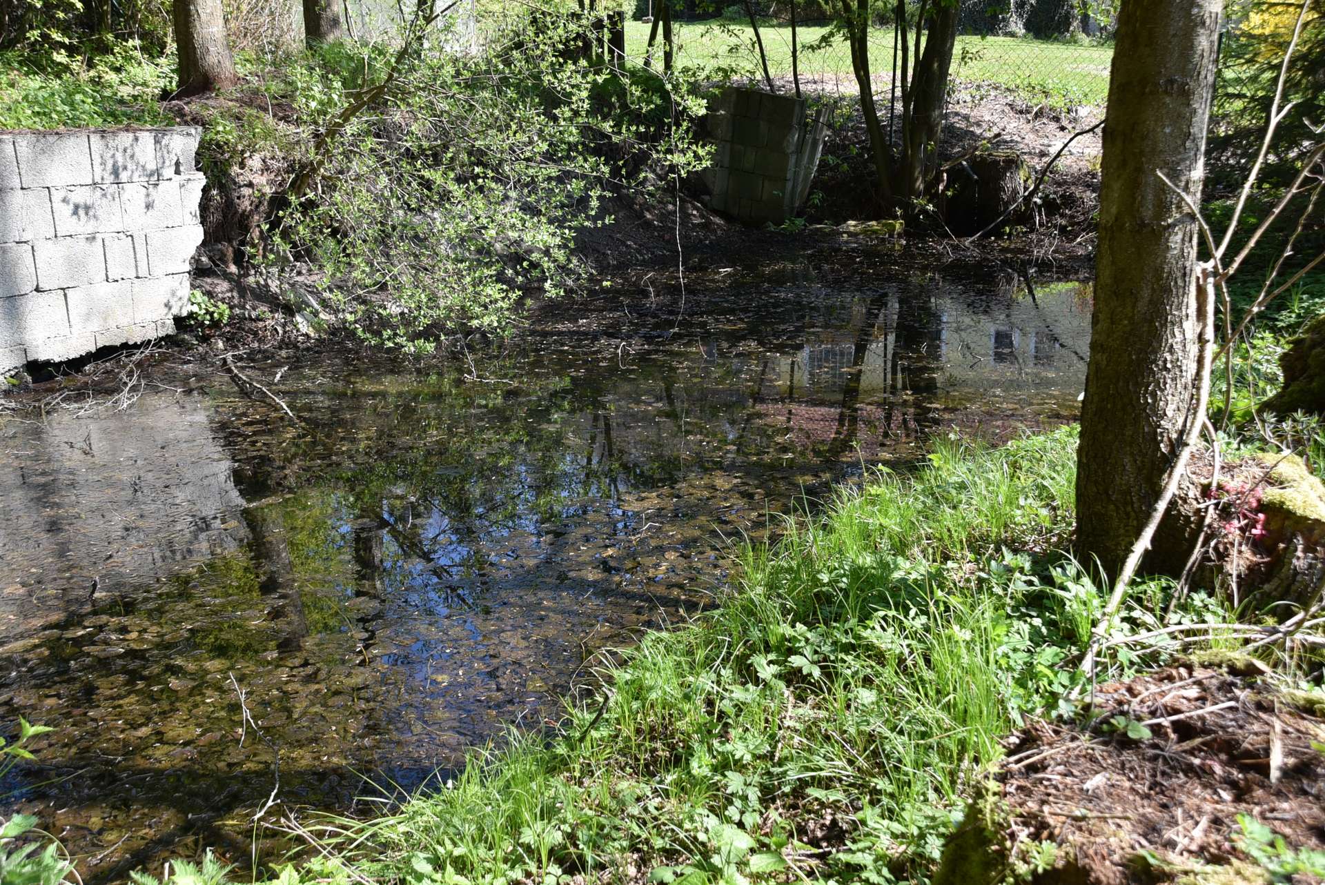 Teich