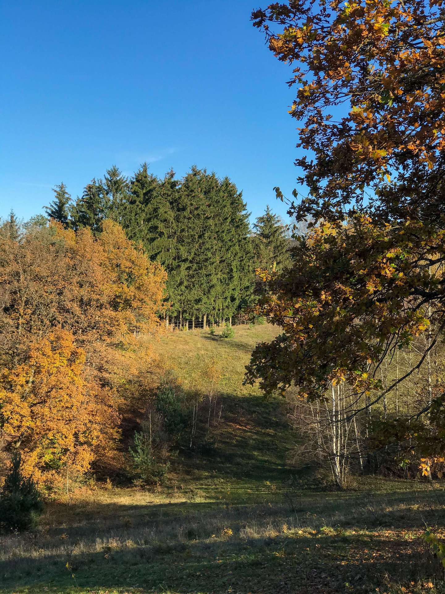 Aussicht/Weide