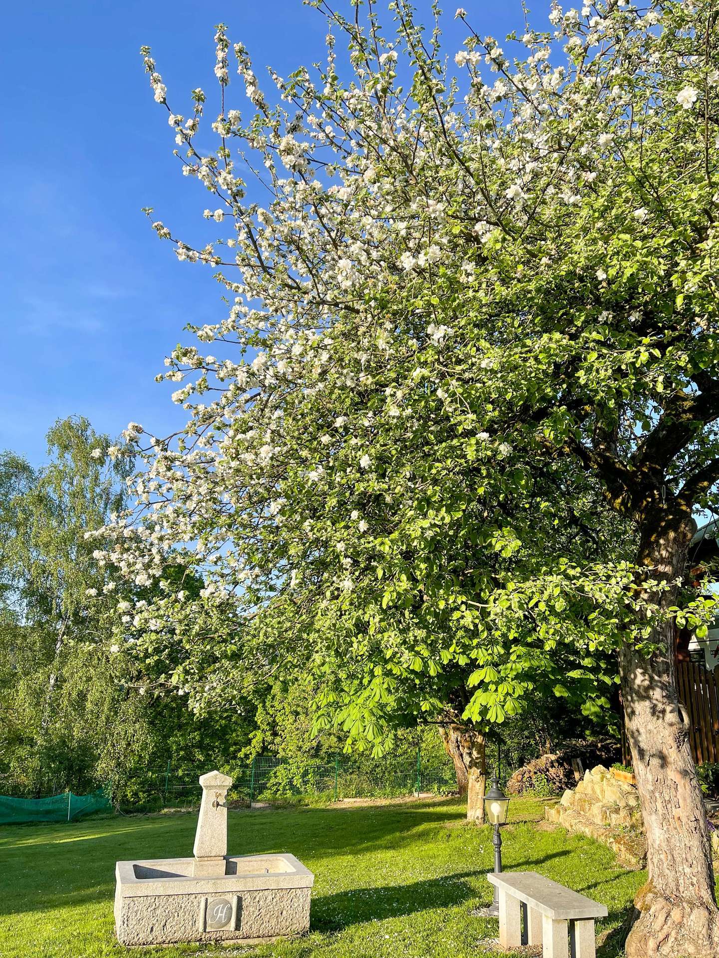 Obstbäume
