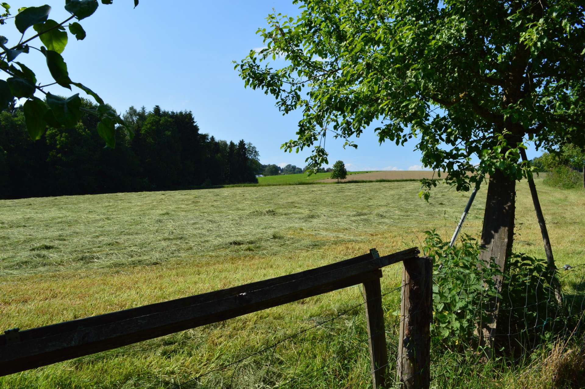Weideflächen