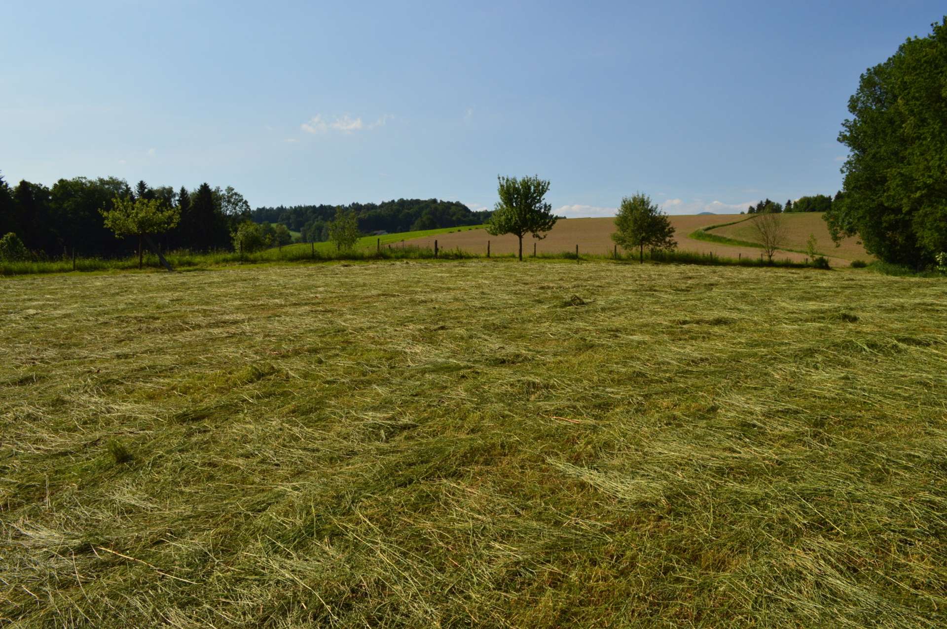 Blick über Koppel