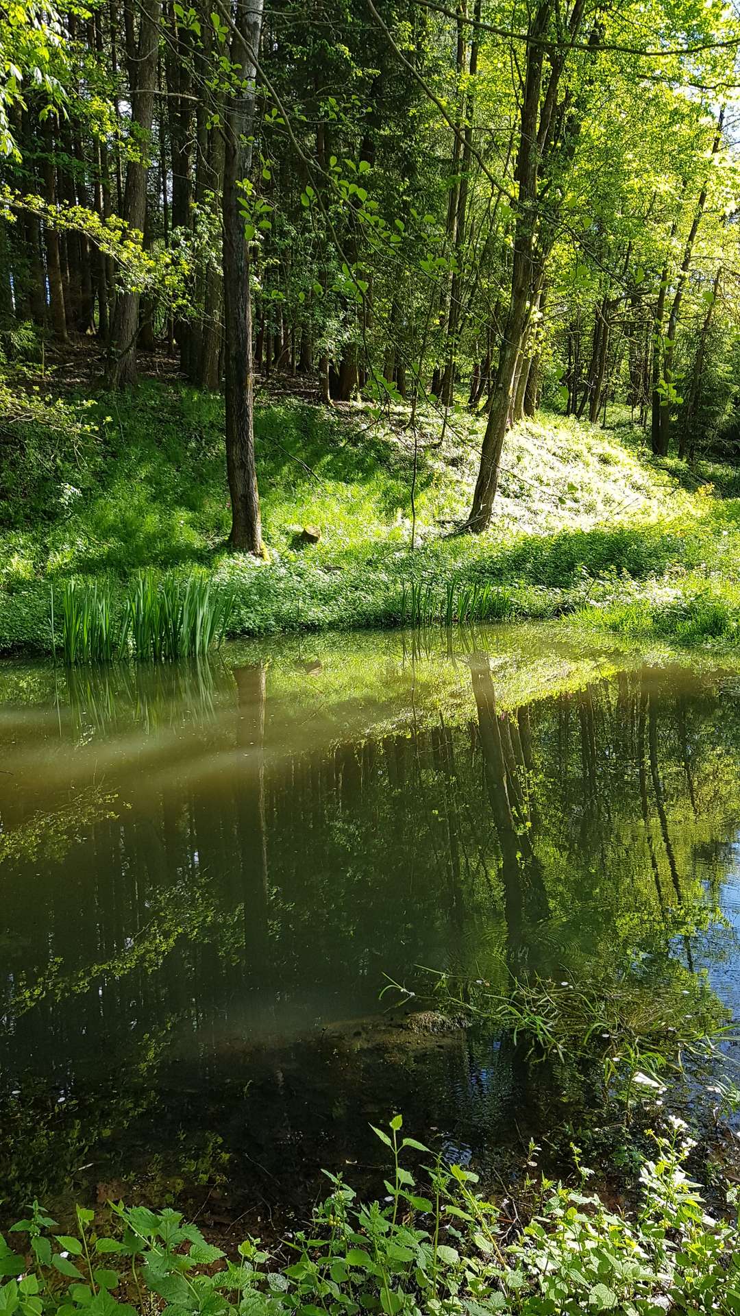 Teich