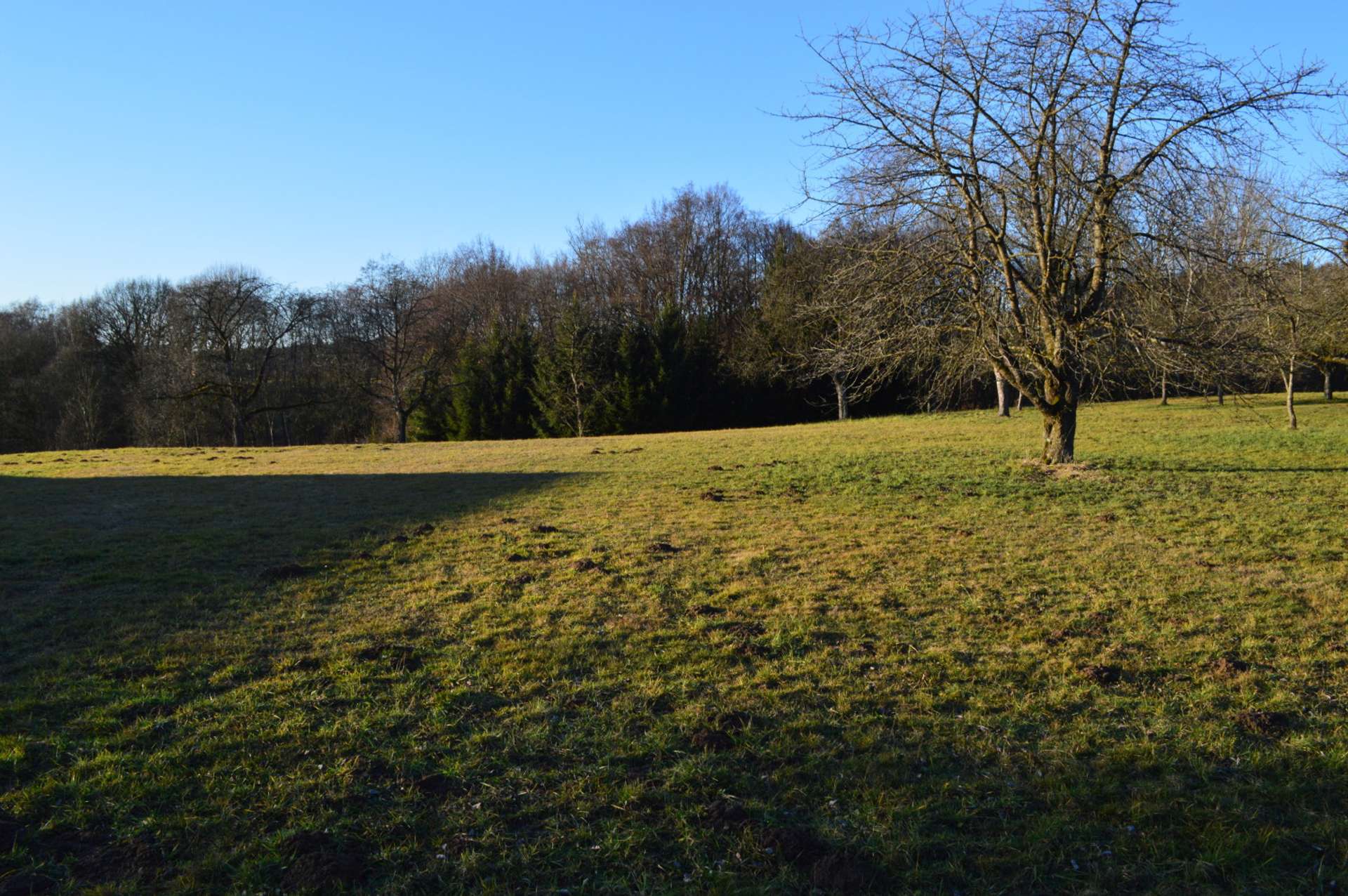 DSC_1296