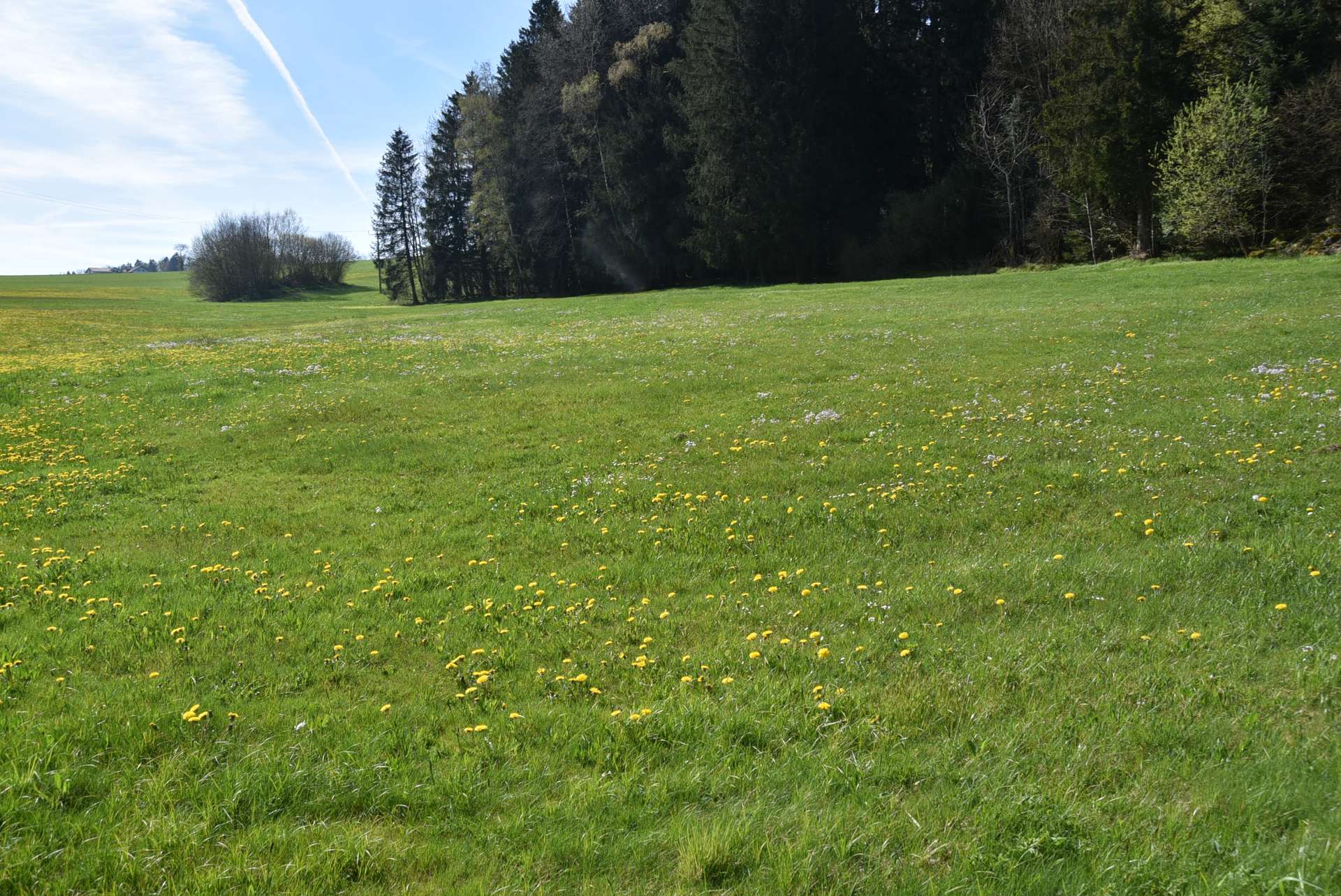 Wiesen