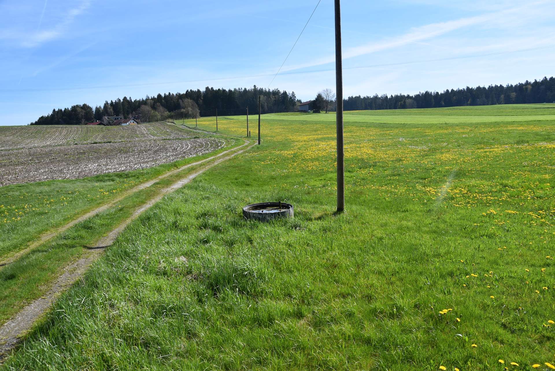 Wiesen