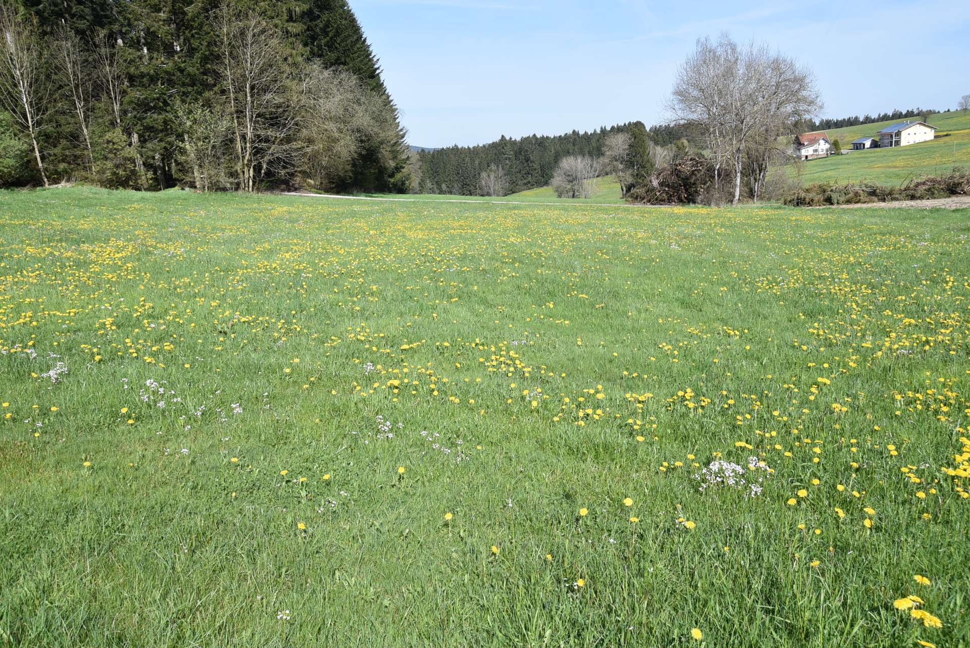 Wiesen
