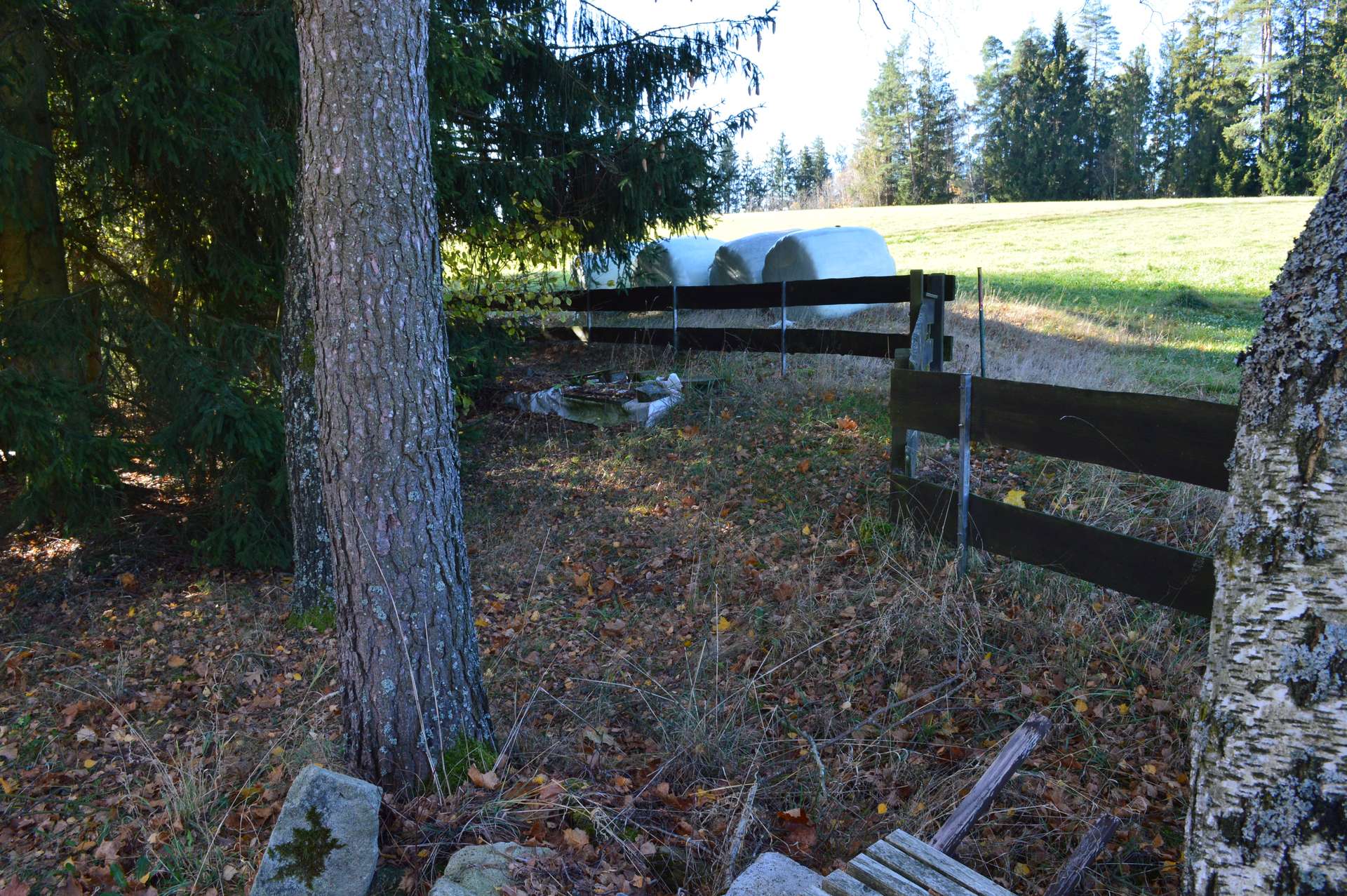 DSC_0021