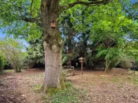 Garten mit altem Baumbestand