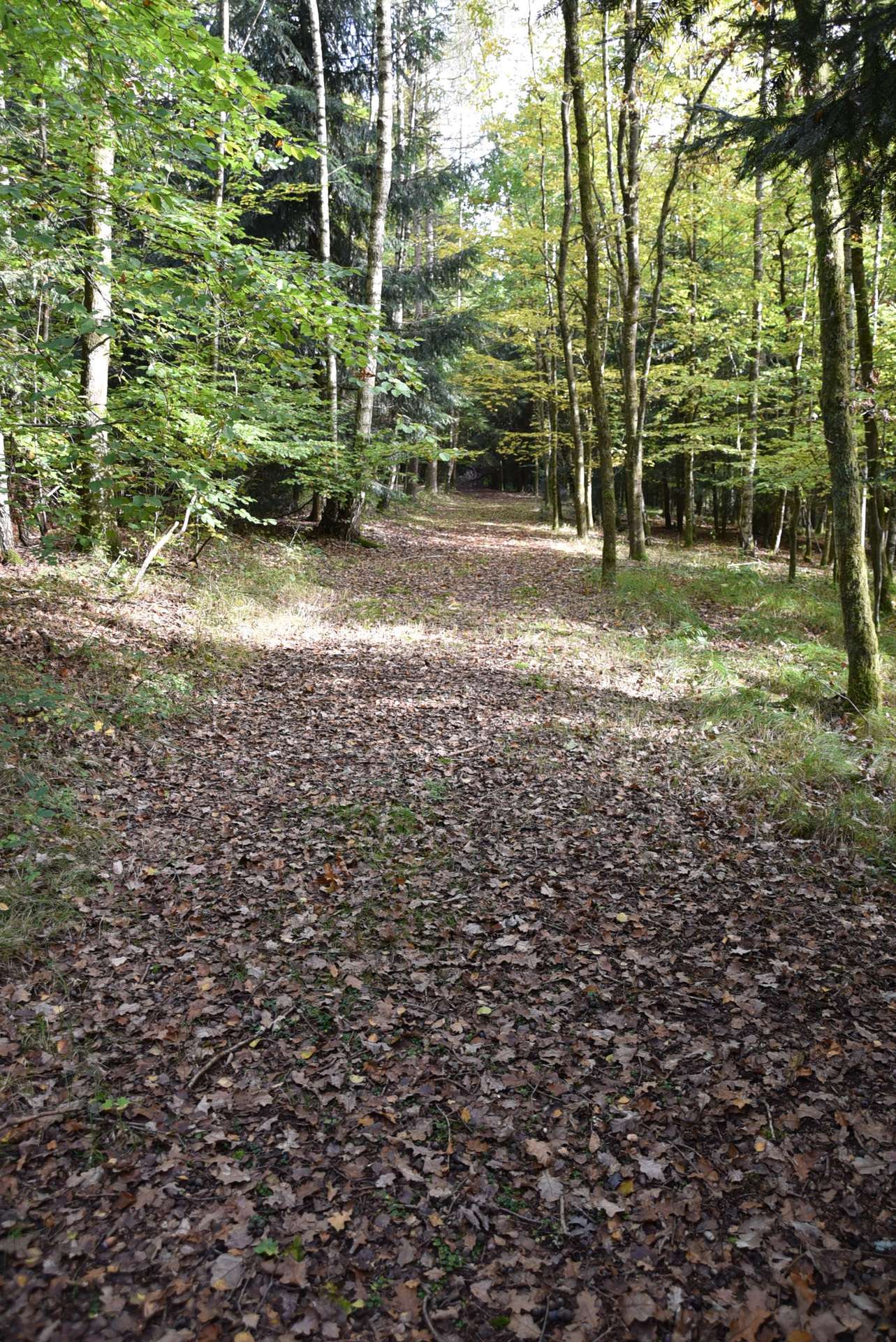 eigener Wald