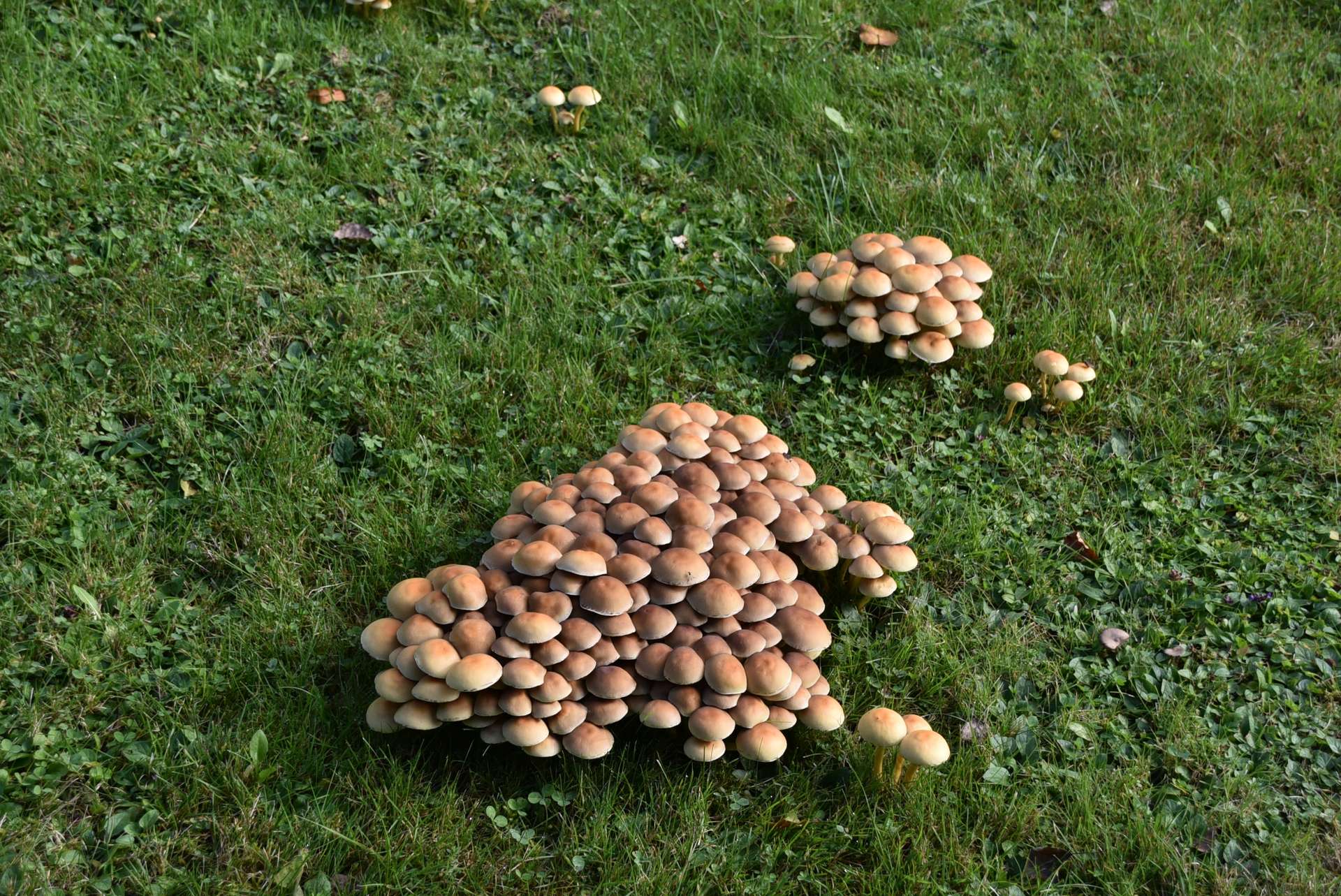Natur Pur