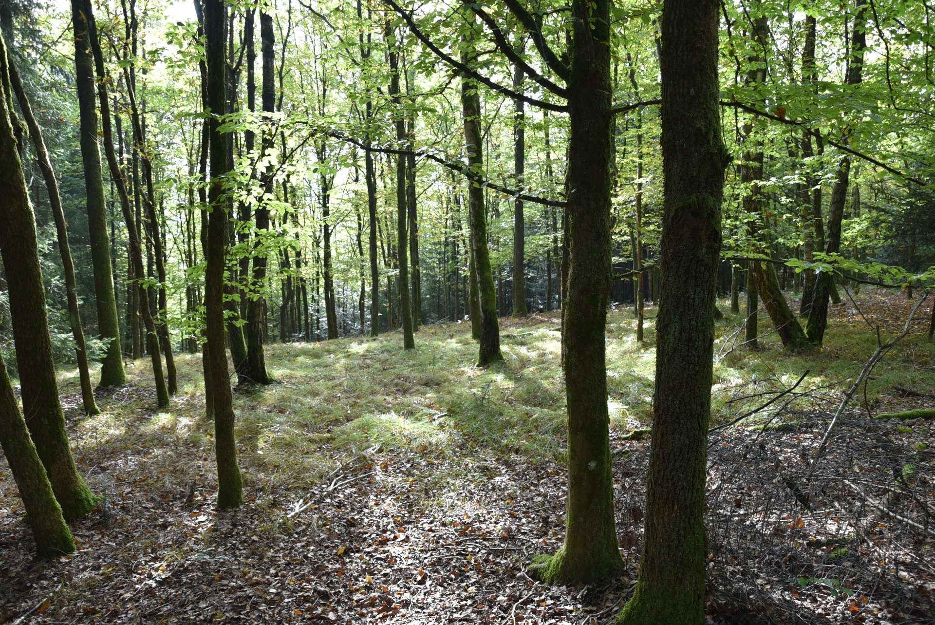 eigener Laubwald
