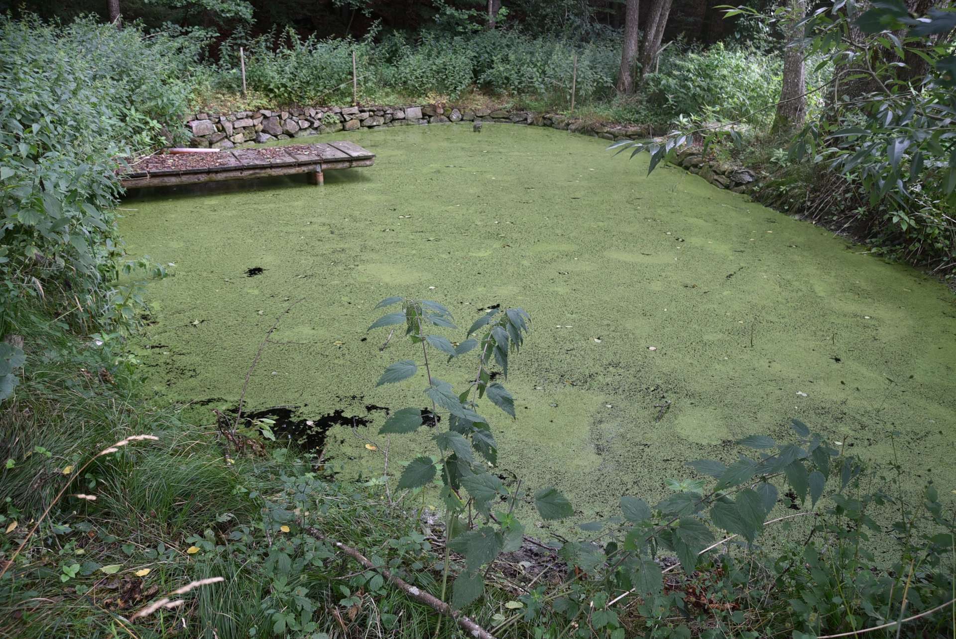 Fischteich mit Steg