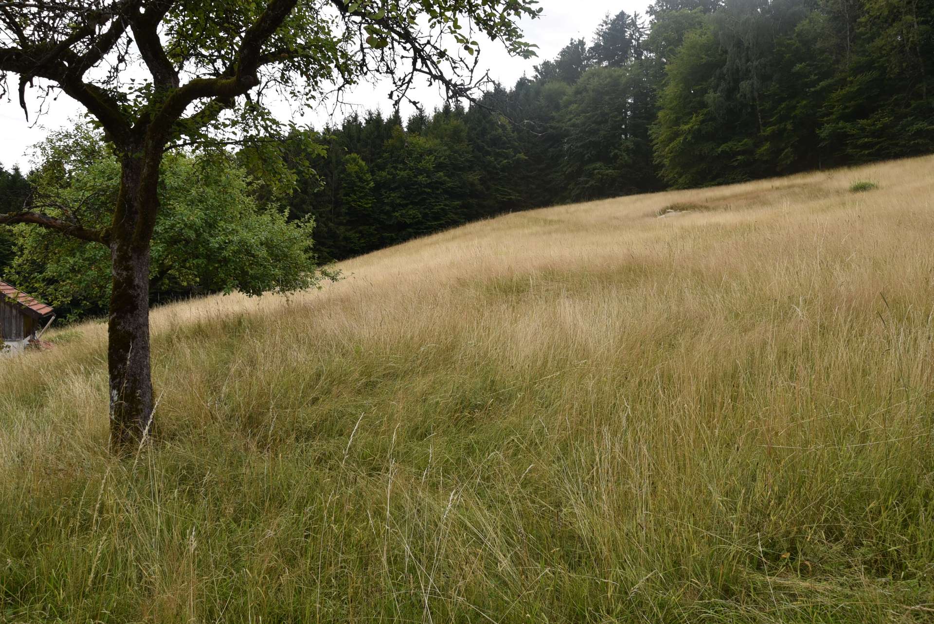Wiesen