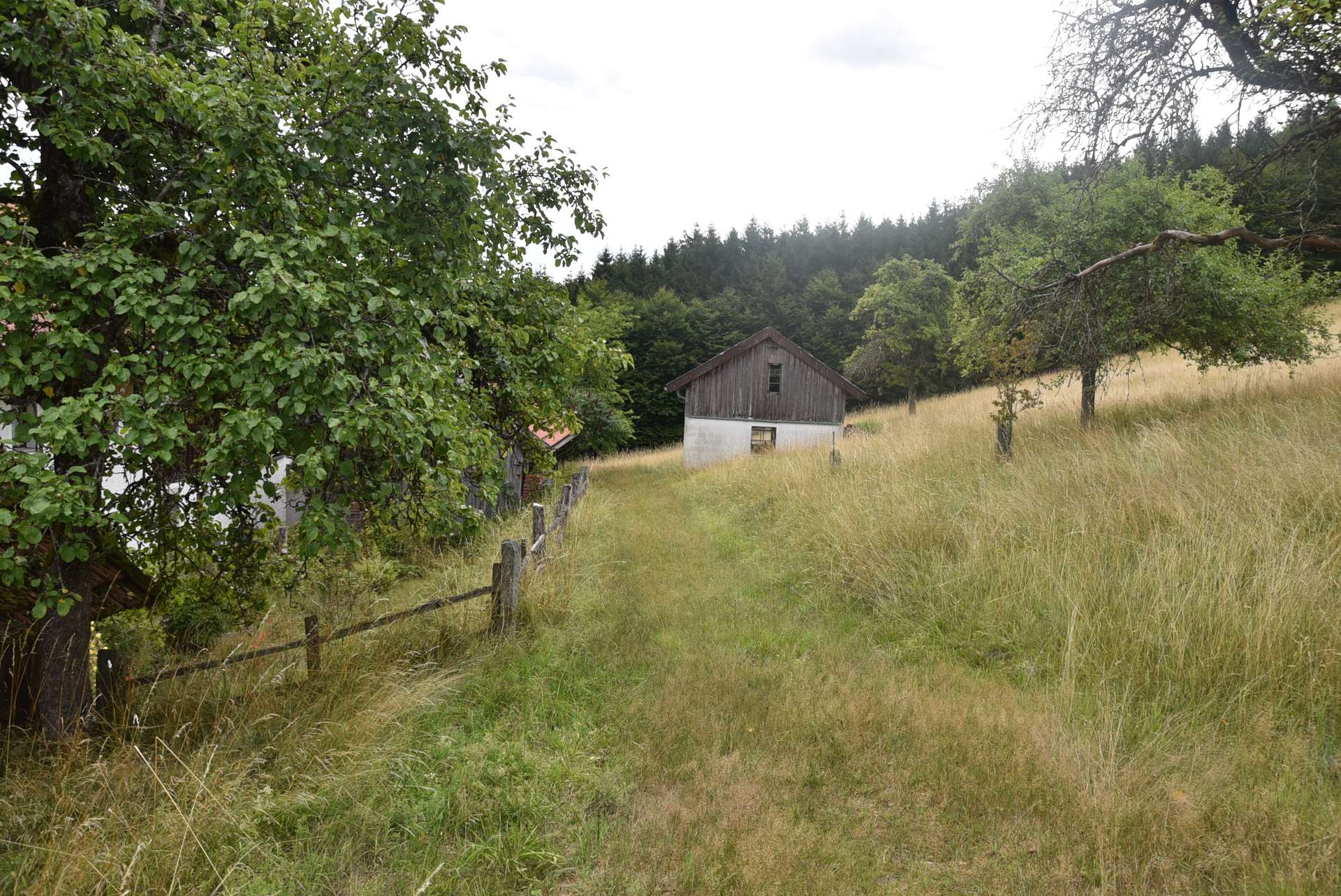 Wiesen
