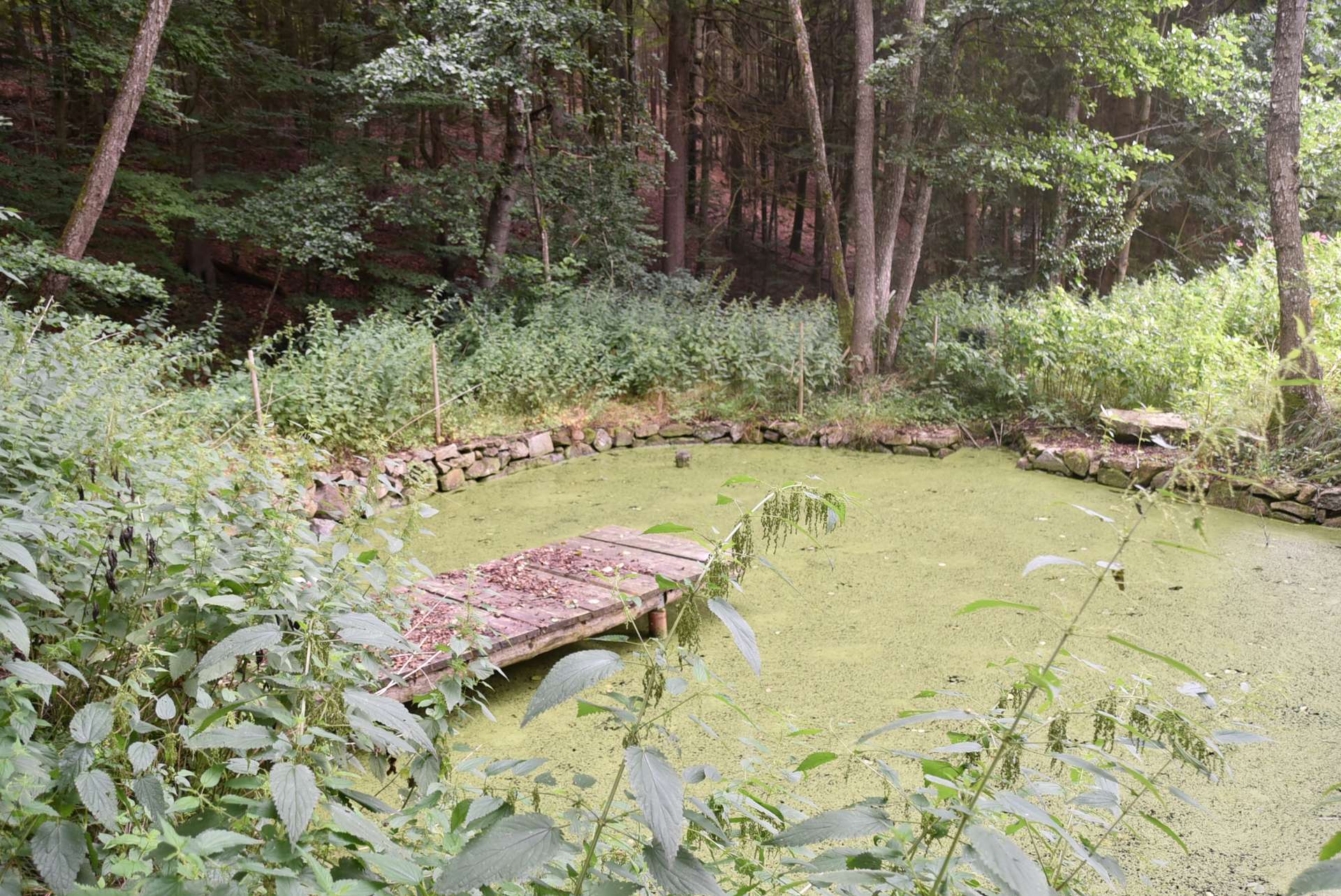 Fischteich