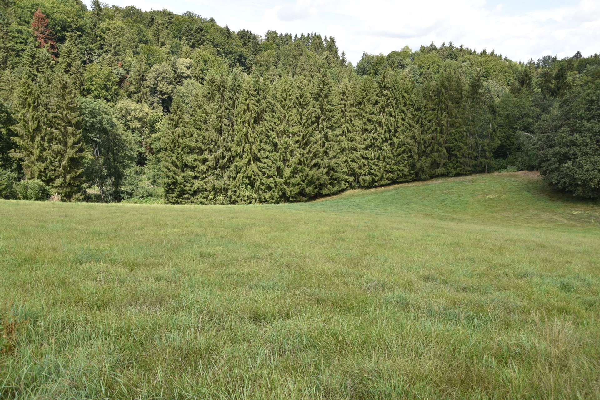 Wald und Wiese
