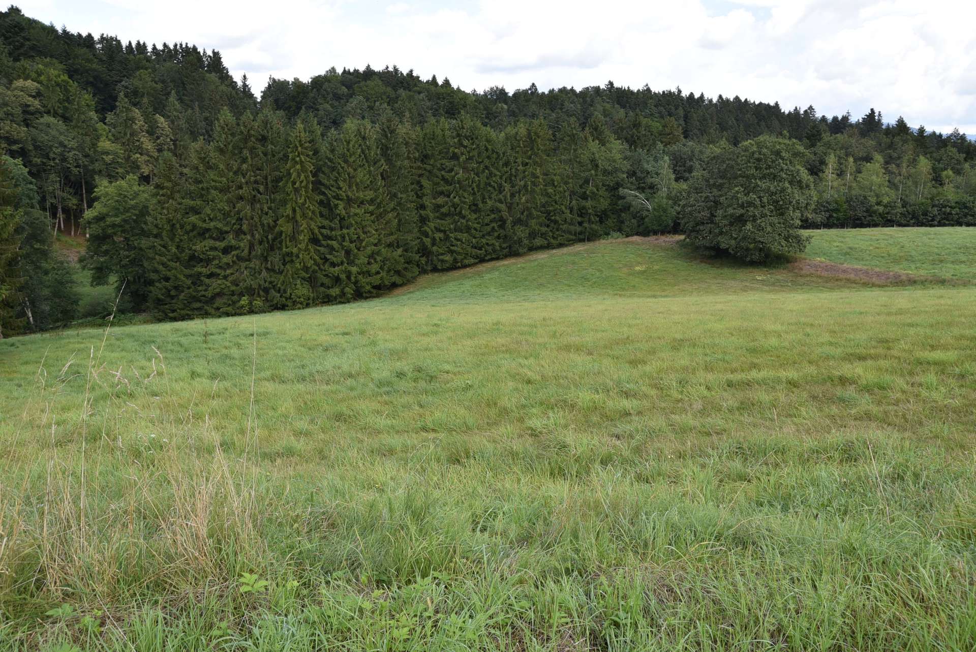 Weide und Wald