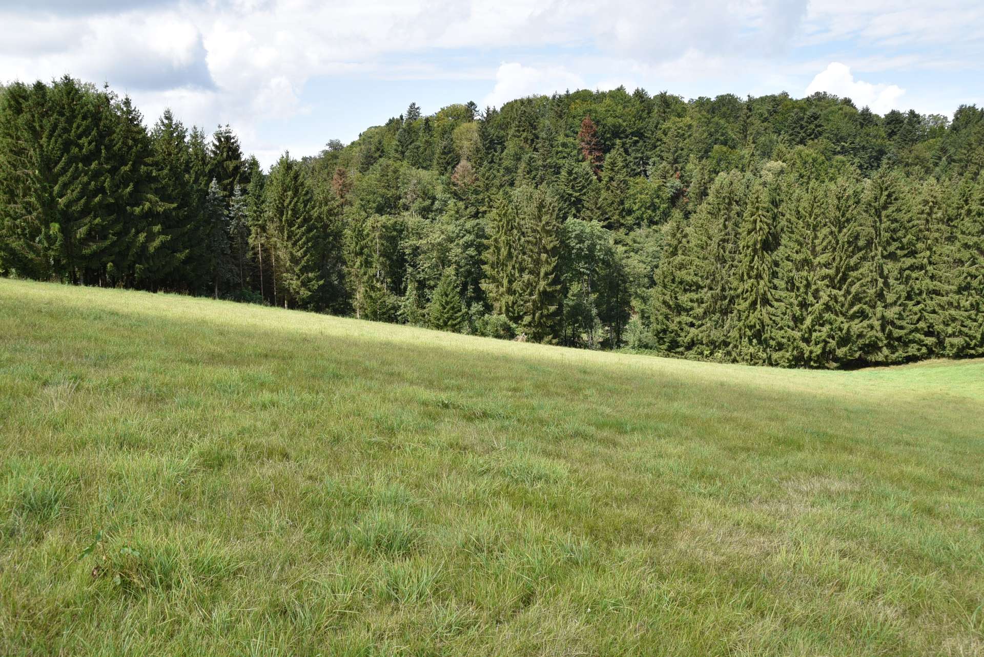 Wald und Wiese