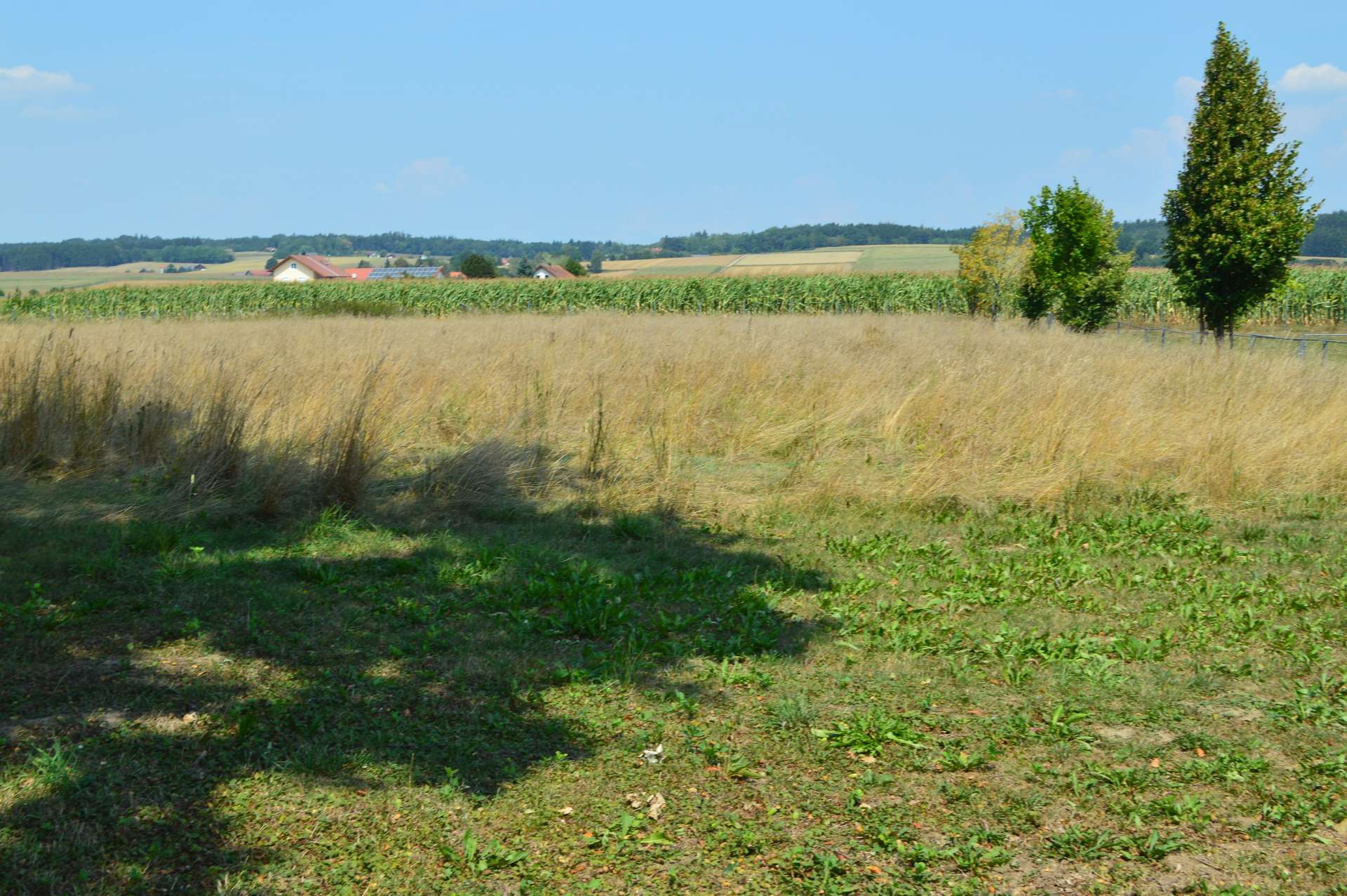 Weideflächen