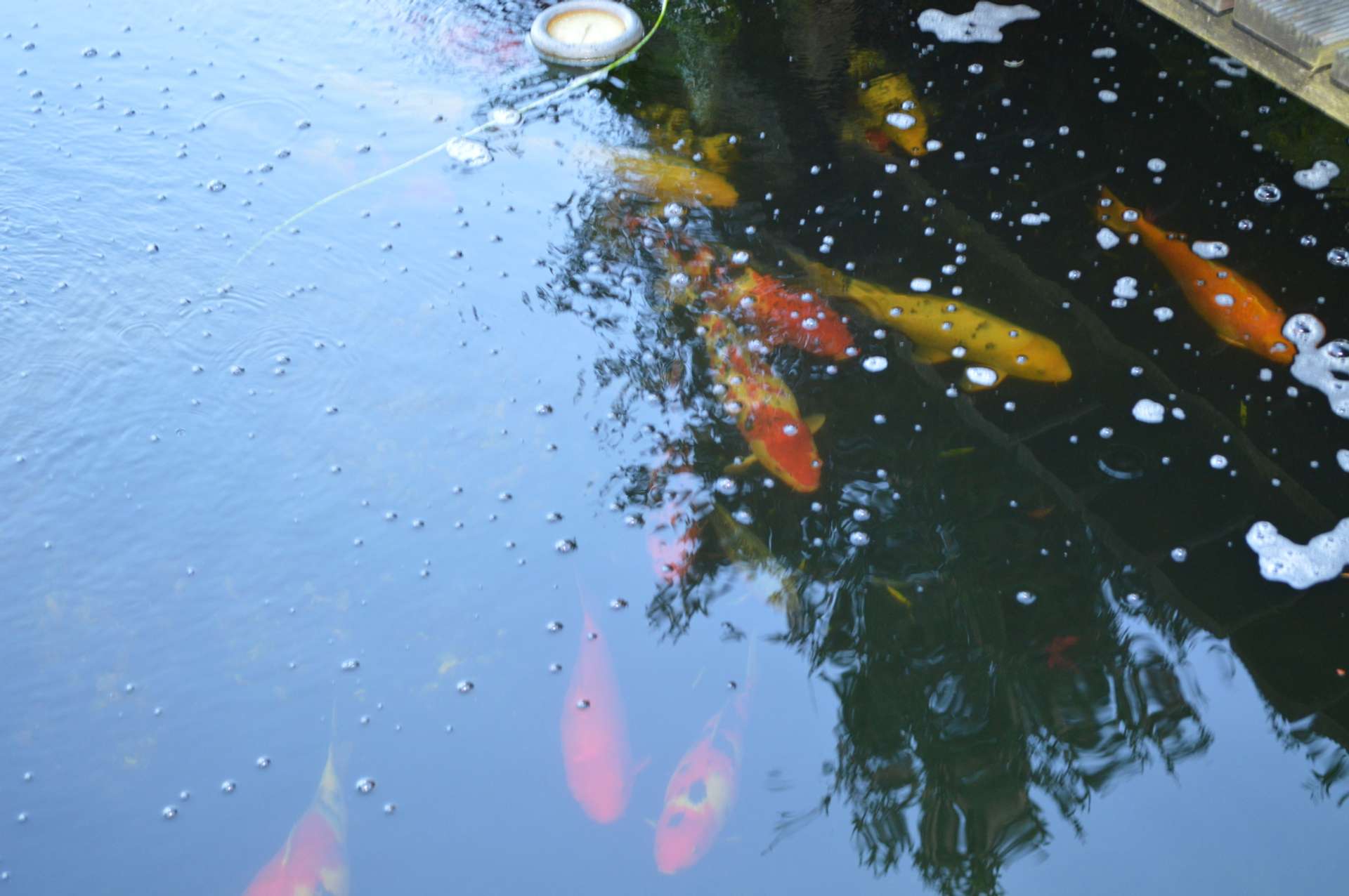 Koi Teich