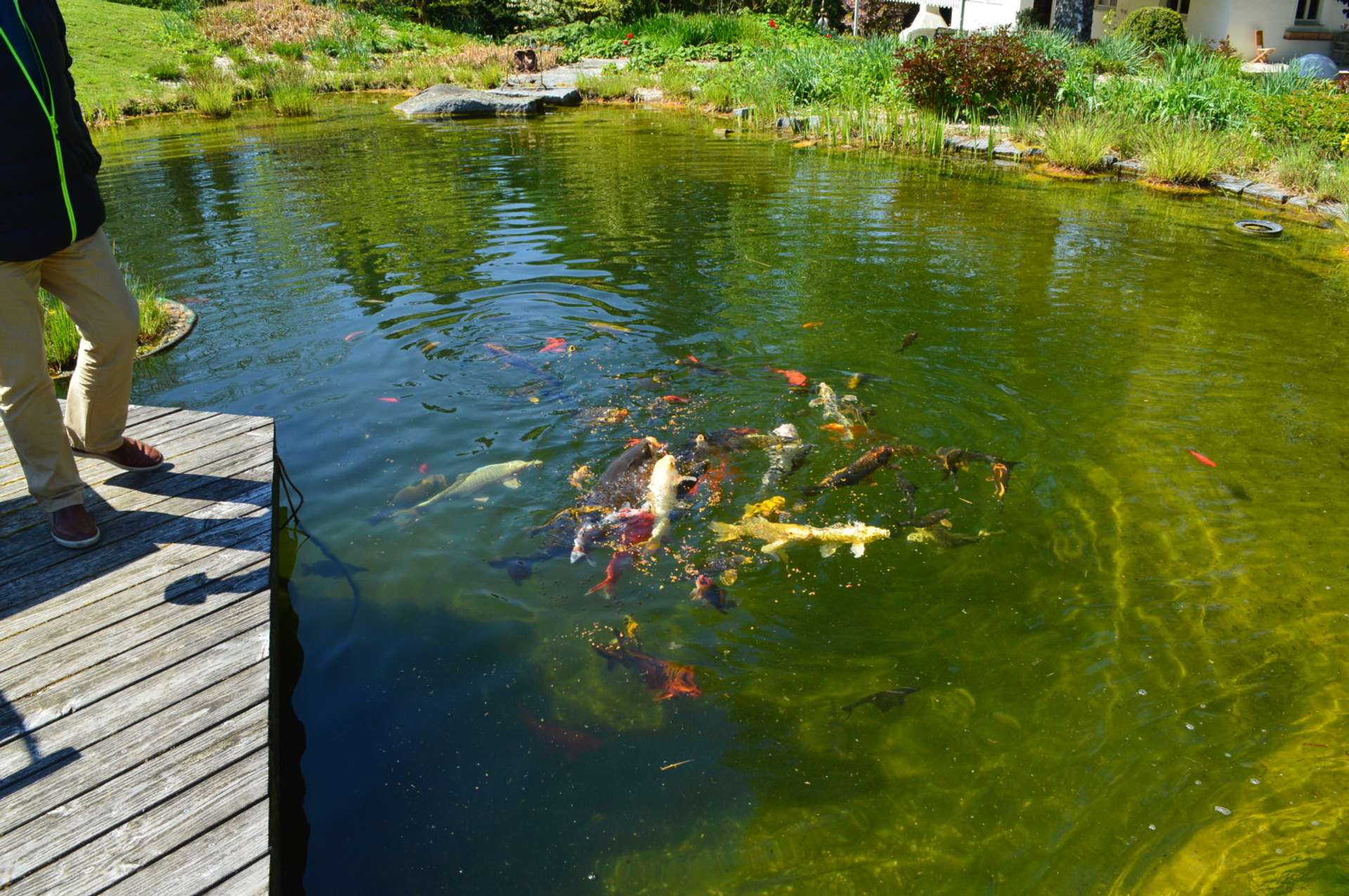 Koi Bestand
