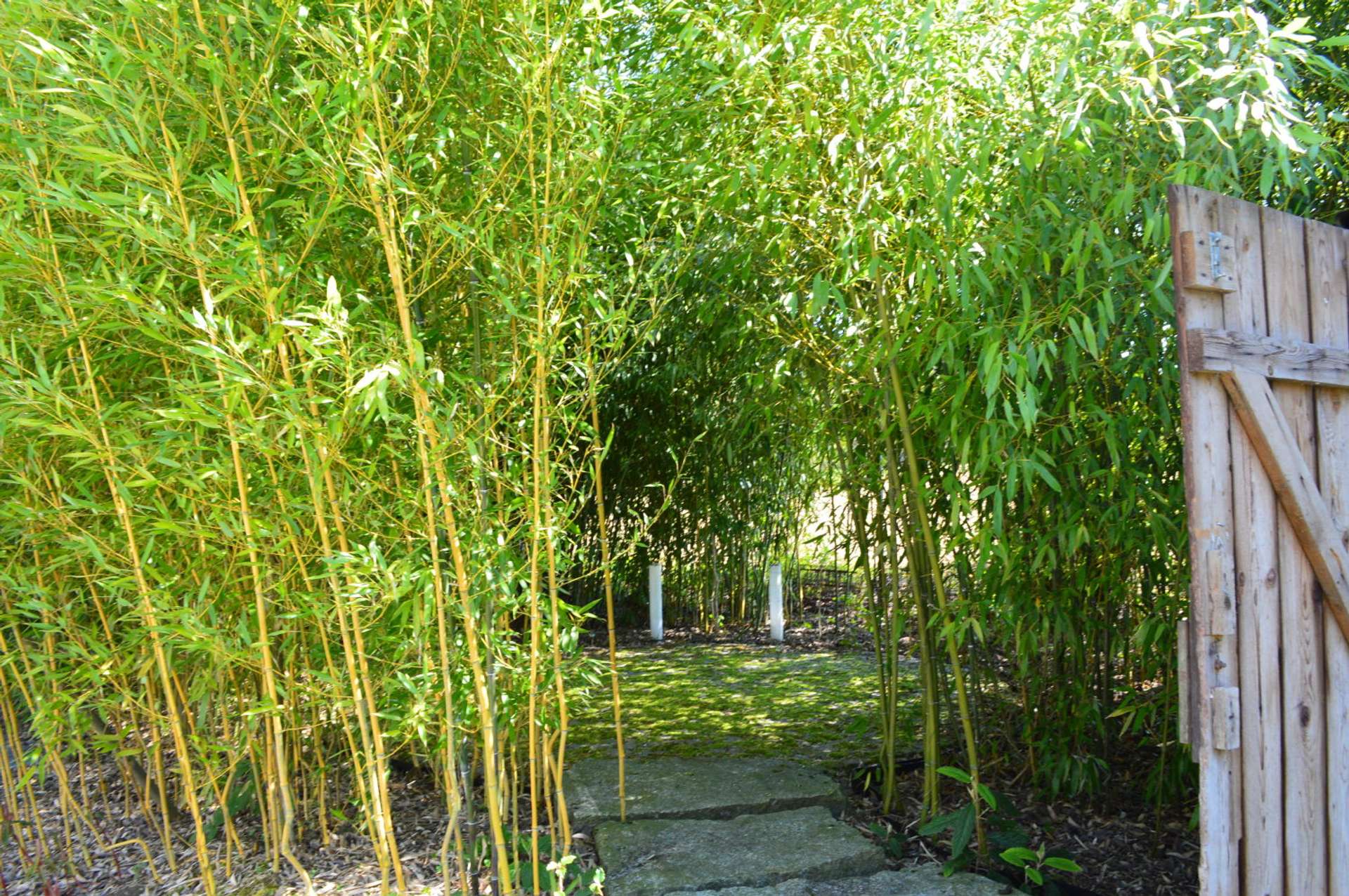 Bambus Garten